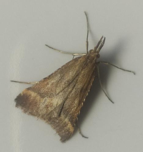 Réf. 286 690 : Synaphe punctalis